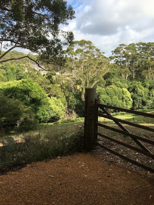 Avoca Beach And Bush Екстер'єр фото
